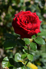 Red Rose Blossom with Water Drops on the Petals - Beautiful Garden