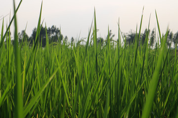 Fresh spring green grass. Beauty natural background. wallpaper green color.