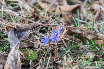 Small beautiful purple wild flower in a field, mountain wintertime details, first spring flowers, dry tree and leaves