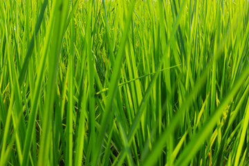 Fototapeta na wymiar Fresh spring green grass. Beauty natural background. wallpaper green color.