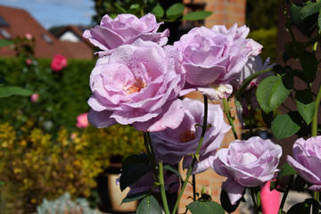 Fototapeta premium Lilac Rose Blossoms and Opening Rose Buds with Water Drops on the Petals - Beautiful Garden