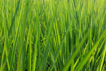 Fototapeta na wymiar Fresh spring green grass. Beauty natural background. wallpaper green color.