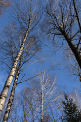Birken wald im Frühjahr mit blauem Himmel -Blick naoch oben