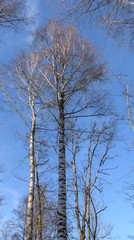 Birken wald im Frühjahr mit blauem Himmel -Blick naoch oben