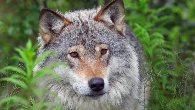 animal wolf portrait watching alerted turn head