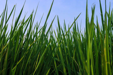 Obraz premium Fresh spring green grass. Beauty natural background. wallpaper green color.