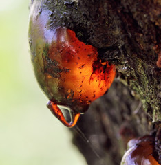 Solid tree sap on trunk macro nature detail