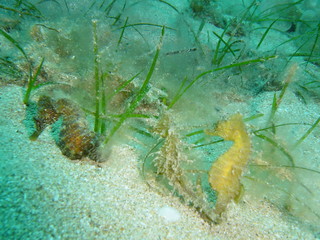 Sea Horses