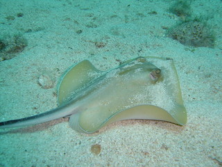 Sting Ray