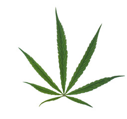 Green leaf marijuana on white. Herb object isolated