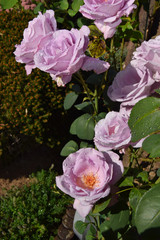 Lilac Rose Blossoms and Opening Rose Buds with Water Drops on the Petals - Beautiful Garden