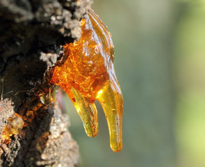 Apricot tree resin in the orchard