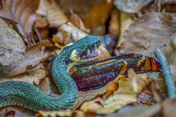 Close up of a grass snake feeding on a newt