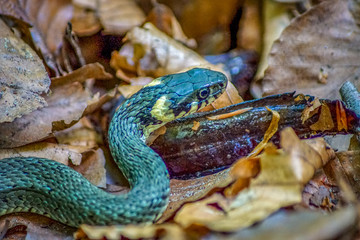 Close up of a grass snake feeding on a newt