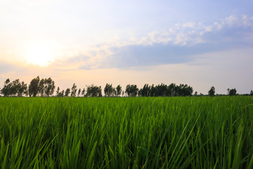 Fresh spring green grass. Beauty natural background. wallpaper green color.