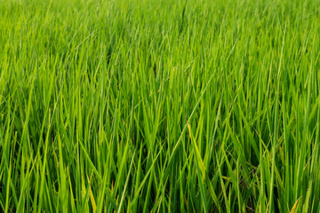 Fresh spring green grass. Beauty natural background. wallpaper green color.