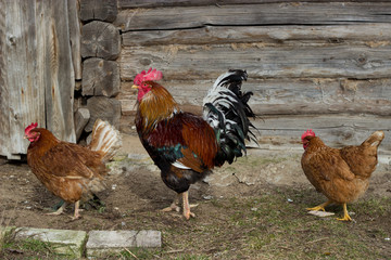 cock and hen