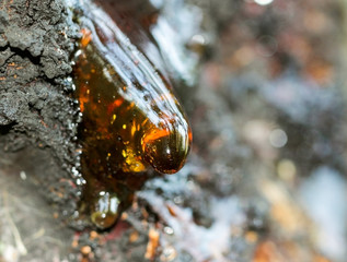 Beautiful drop of resin on apricot bark