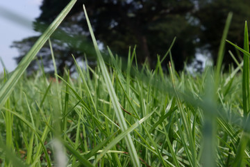 Fresh spring green grass. Beauty natural background. wallpaper green color.