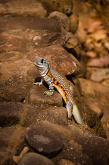 Colorful butterfly lizard on a Stone wall in Thailand