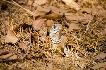 Colorful butterfly lizard on a Stone wall in Thailand