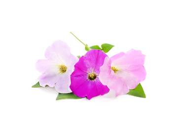Fototapeta na wymiar Bouquet of purple petunia.