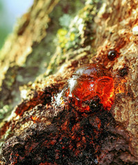 Tree natural red amber resin– stock image