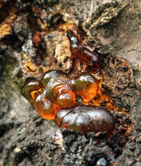 Natural amber on apricot tree detail close up