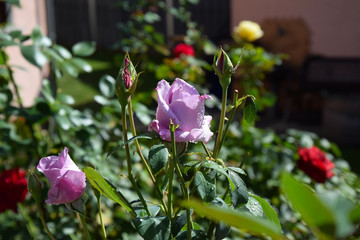 Lilac Rose Blossoms and Opening Rose Buds with Water Drops on the Petals - Beautiful Garden