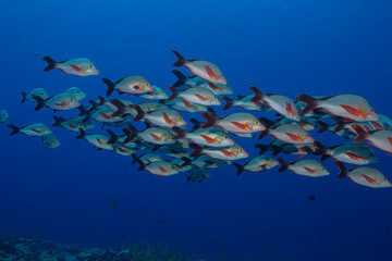 School of red and gray tropical fish swimming against blue water background