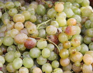 Fresh grapes organic agriculture