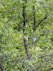 A wild bird on a tree among the branches. Summerly landscape