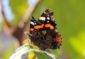 A colorful beautiful butterfly stands on a leaf, a summer scene in nature