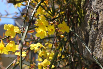 Ginster, Blüten, gelb
