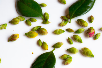 Pequeños capullos de camelia junto a sus hojas sobre fondo blanco