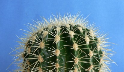 Sharp long spines of a cactus on a blue background. Focus on thorns. Copy space for your text. Golden Barrel Cactus, Echinocactus Grusonii Plant. 