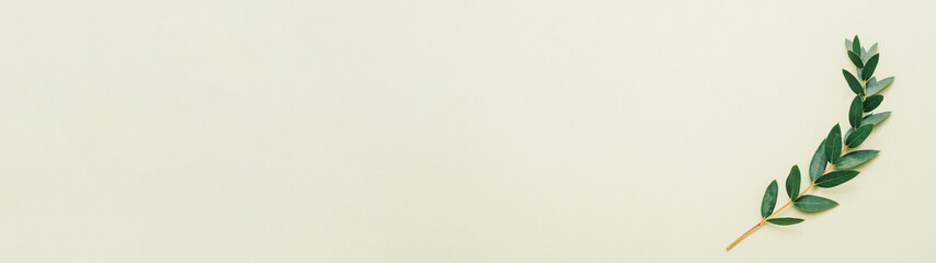 Floral minimalist background. Natural decor. Single green olive sprig on sage toned backdrop.