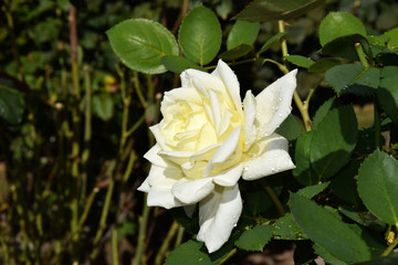Yellow White Rose Blossom with Water Drops on the Petals - Beautiful Garden
