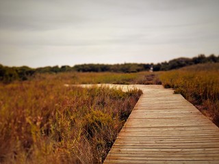 camino de madera hacia el bosque