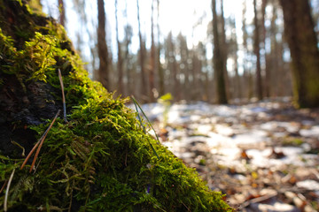 Naklejka premium Old stump in the forest covered with green moss. Winter season