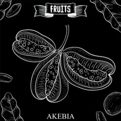 Doodle cartoon hand drawn vector illustration of isolated fruit. Akebia quinata, akebi, Exotic and garden product collection for cosmetics and perfume design.