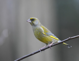 Männlicher Grünfink