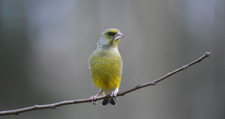 Männlicher Grünfink