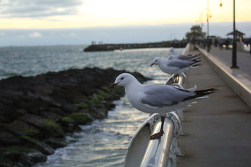 Seagull