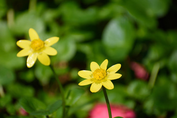 ヒメリュウキンカ