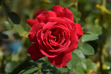 Red Rose Blossom with Water Drops on the Petals - Beautiful Garden - Macro Shot