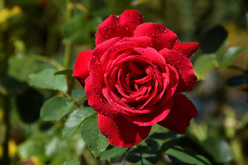Red Rose Blossom with Water Drops on the Petals - Beautiful Garden - Macro Shot