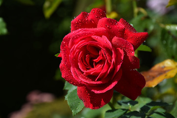 Red Rose Blossom with Water Drops on the Petals - Beautiful Garden - Macro Shot