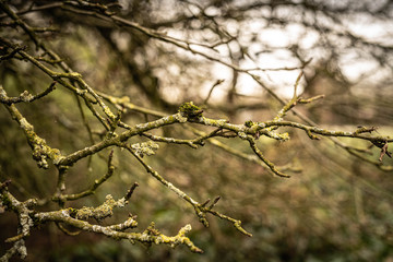Winterspaziergang im Park