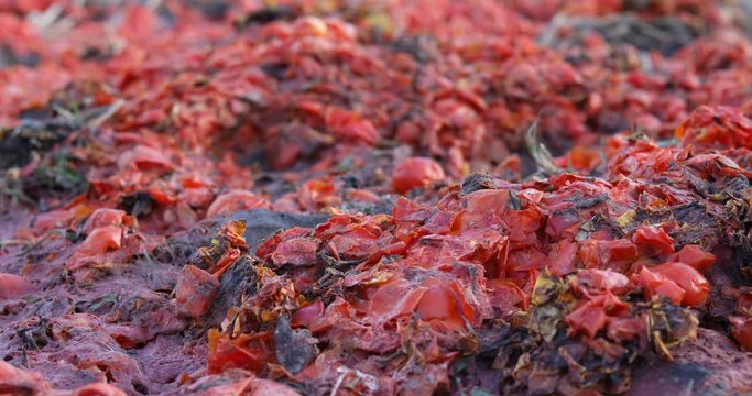 Piles of rotten tomatoes, destroyed tomatoes for disease prevention,agriculture viruses and disease